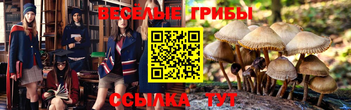 Галлюциногенные грибы Cubensis Тамбов